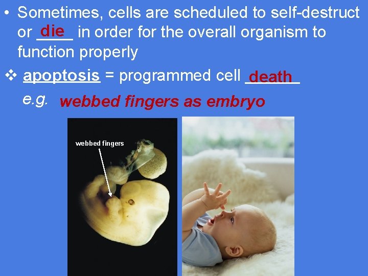  • Sometimes, cells are scheduled to self-destruct die in order for the overall