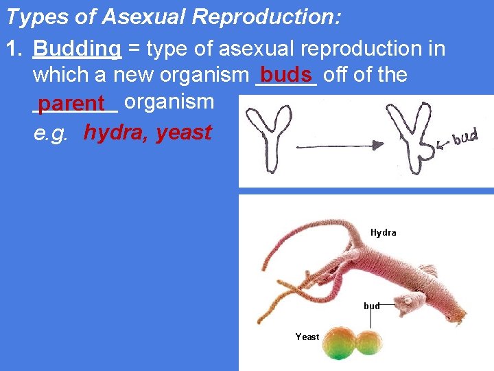 Types of Asexual Reproduction: 1. Budding = type of asexual reproduction in buds off