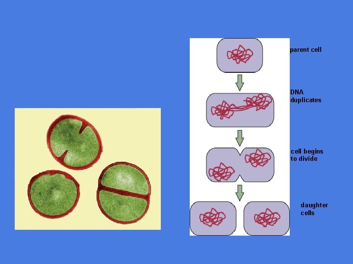 parent cell DNA duplicates cell begins to divide daughter cells 