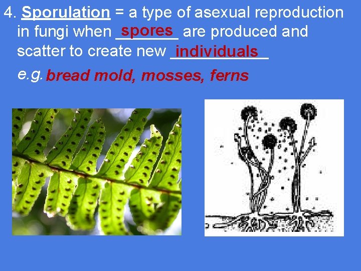 4. Sporulation = a type of asexual reproduction spores are produced and in fungi