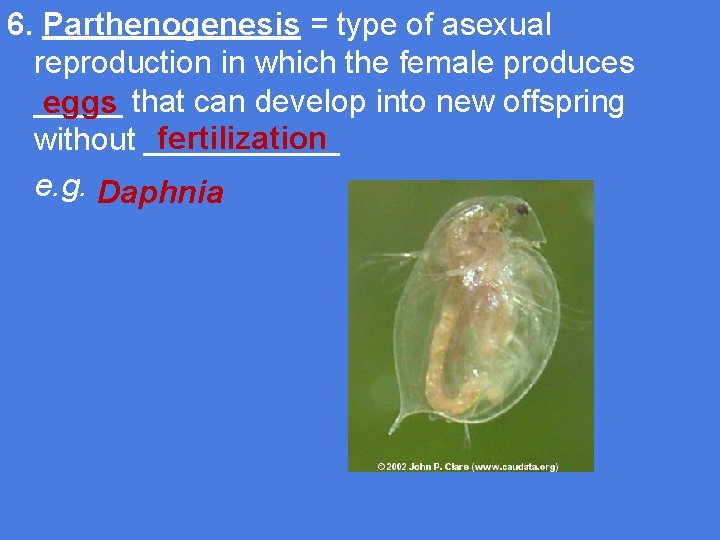 6. Parthenogenesis = type of asexual reproduction in which the female produces _____ eggs