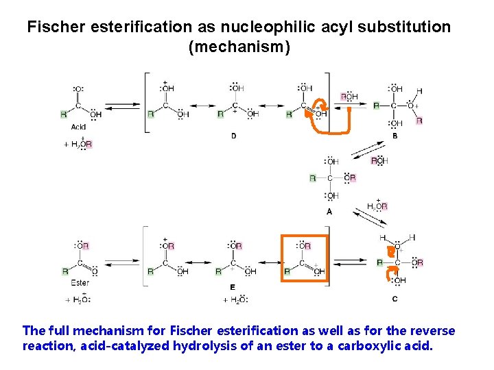 Fischer esterification as nucleophilic acyl substitution (mechanism) The full mechanism for Fischer esterification as Fischer esterification as nucleophilic acyl substitution (mechanism) The full mechanism for Fischer esterification as