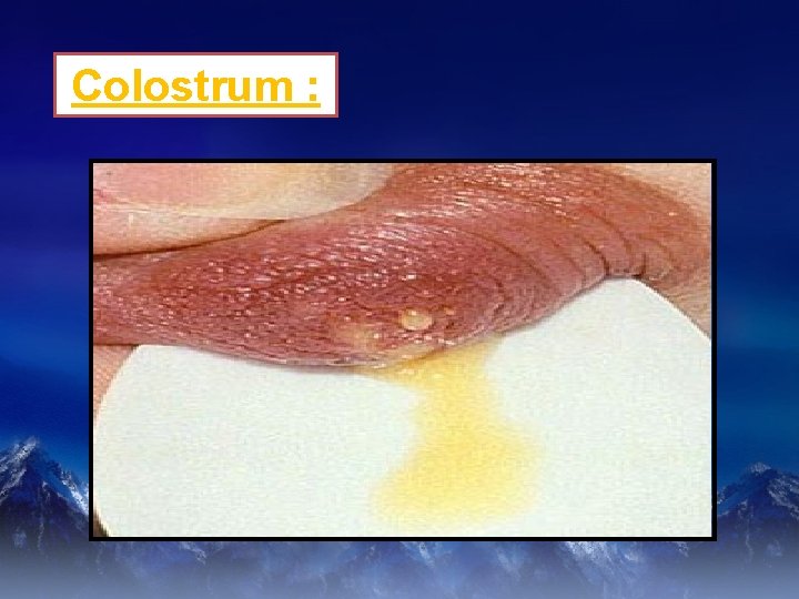 Colostrum : 