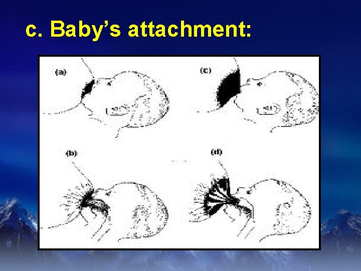 c. Baby’s attachment: 