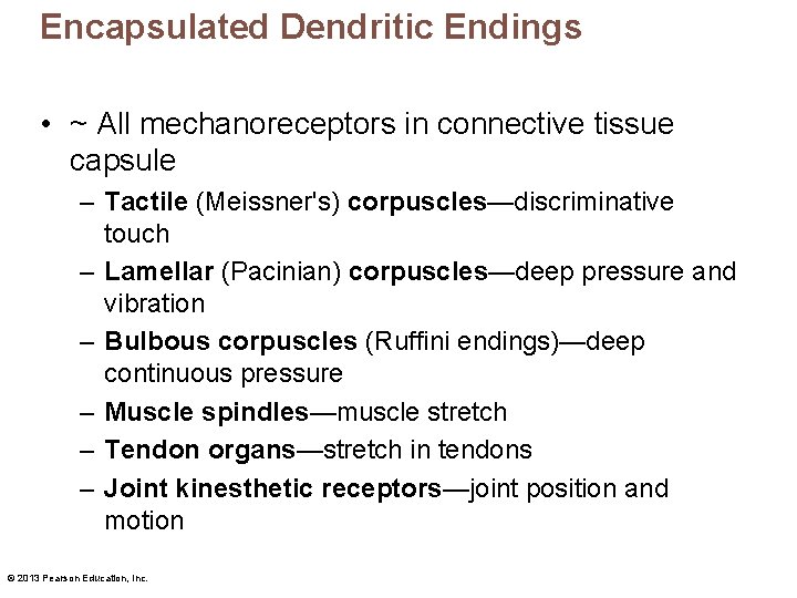 Encapsulated Dendritic Endings • ~ All mechanoreceptors in connective tissue capsule – Tactile (Meissner's)