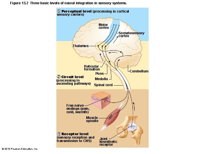 Figure 13. 2 Three basic levels of neural integration in sensory systems. 3 Perceptual