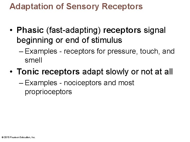 Adaptation of Sensory Receptors • Phasic (fast-adapting) receptors signal beginning or end of stimulus