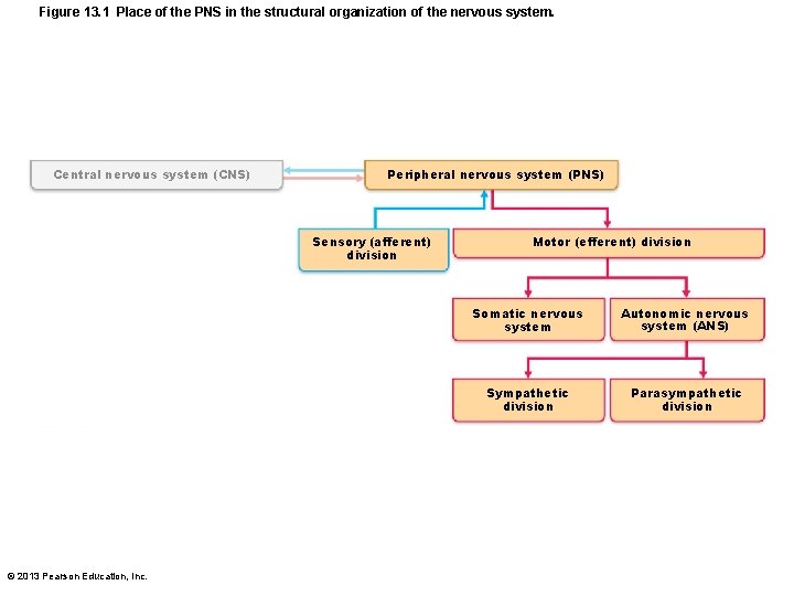 Figure 13. 1 Place of the PNS in the structural organization of the nervous