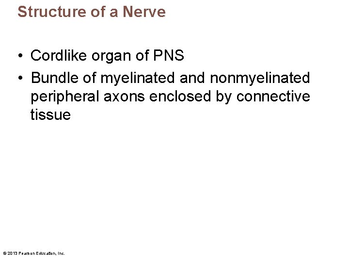 Structure of a Nerve • Cordlike organ of PNS • Bundle of myelinated and