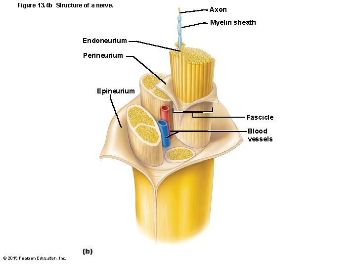 Figure 13. 4 b Structure of a nerve. Axon Myelin sheath Endoneurium Perineurium Epineurium
