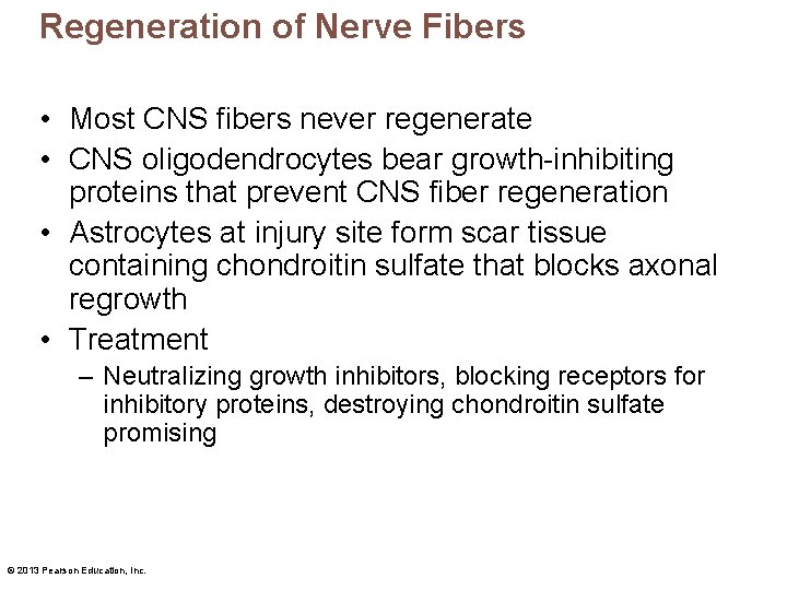 Regeneration of Nerve Fibers • Most CNS fibers never regenerate • CNS oligodendrocytes bear