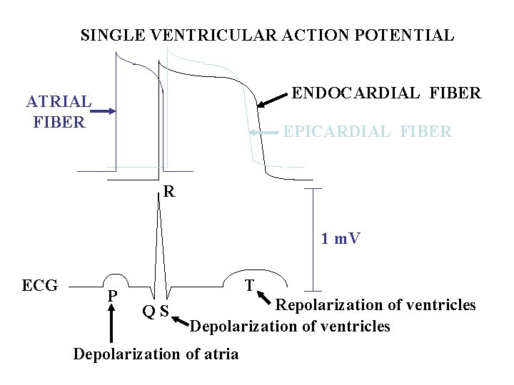 SINGLE VENTRICULAR ACTION POTENTIAL ENDOCARDIAL FIBER ATRIAL FIBER EPICARDIAL FIBER R 1 m. V