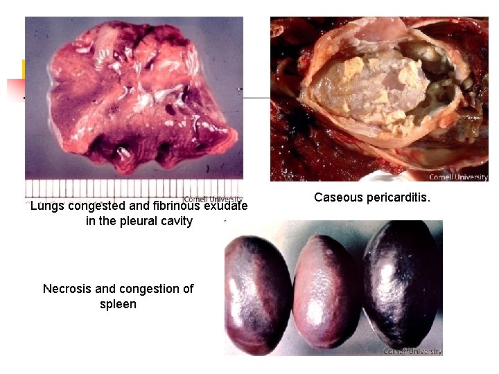 Lungs congested and fibrinous exudate in the pleural cavity Necrosis and congestion of spleen