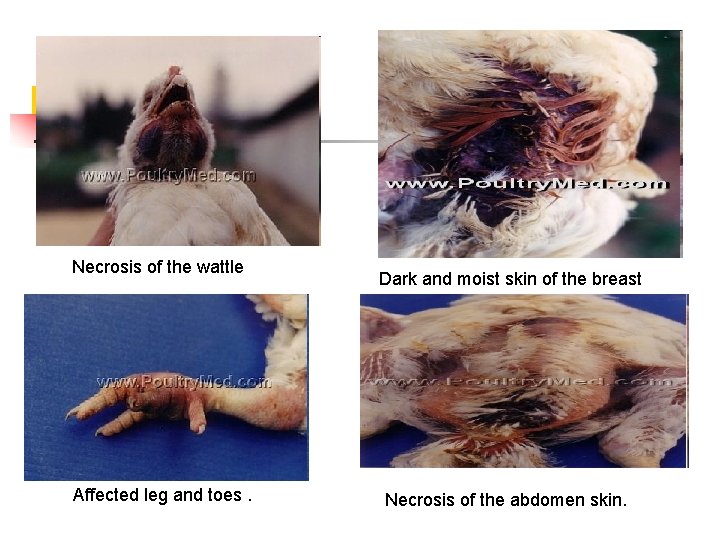 Necrosis of the wattle Affected leg and toes. Dark and moist skin of the