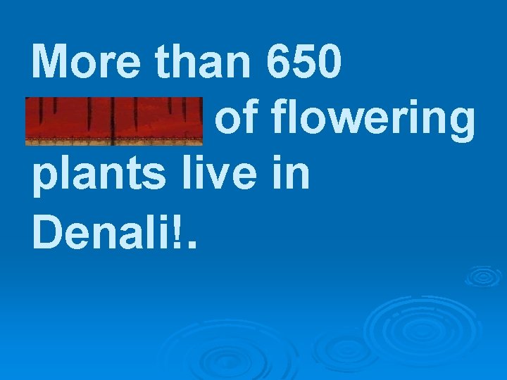 More than 650 species of flowering plants live in Denali!. 