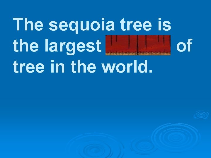 The sequoia tree is the largest species of tree in the world. 