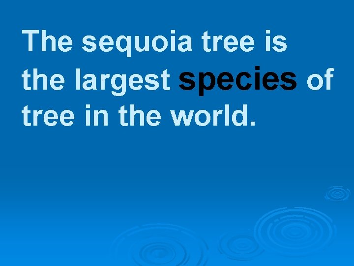 The sequoia tree is the largest species of tree in the world. 