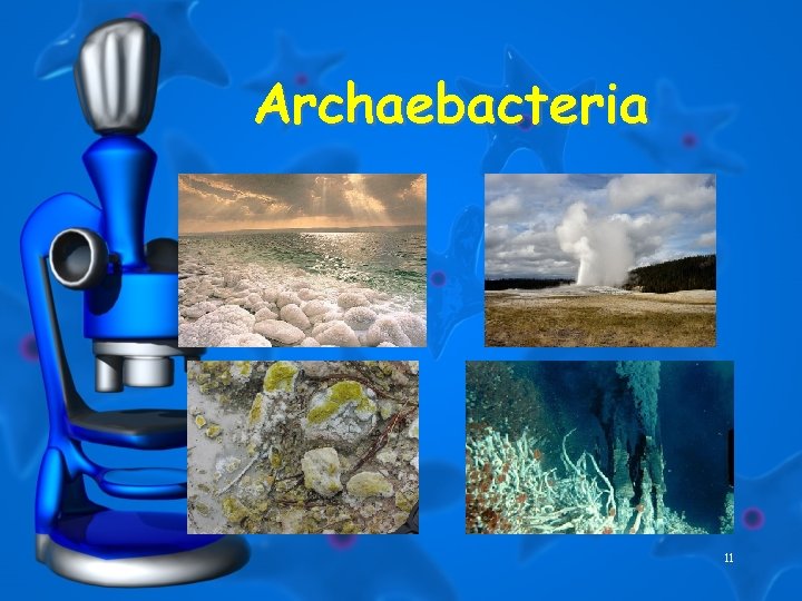 Archaebacteria 11 