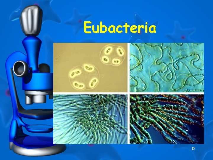 Eubacteria 13 