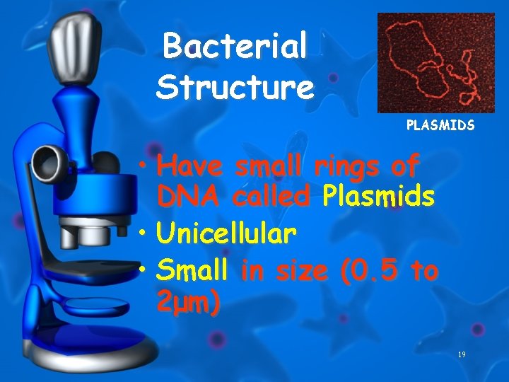 Bacterial Structure PLASMIDS • Have small rings of DNA called Plasmids • Unicellular •