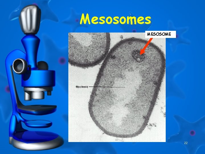 Mesosomes MESOSOME 22 