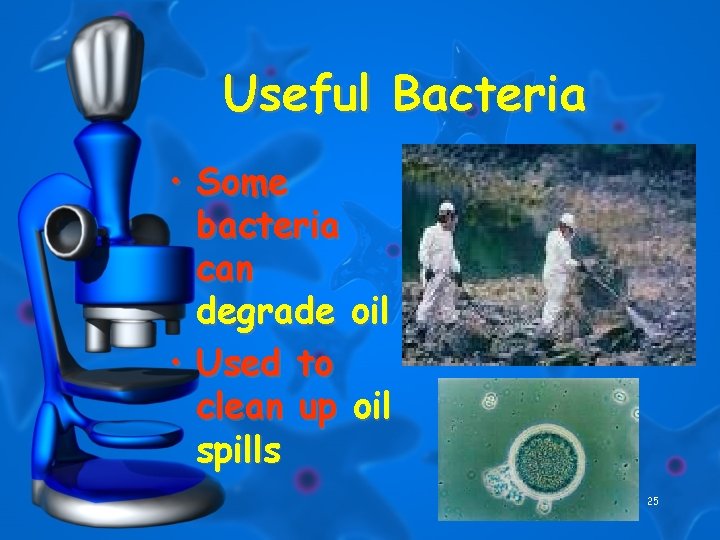 Useful Bacteria • Some bacteria can degrade oil • Used to clean up oil