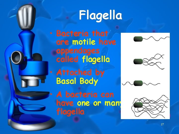 Flagella • Bacteria that are motile have appendages called flagella • Attached by Basal