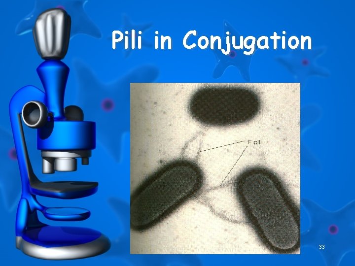 Pili in Conjugation 33 