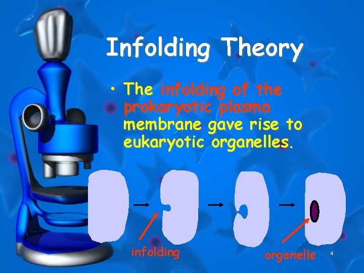 Infolding Theory • The infolding of the prokaryotic plasma membrane gave rise to eukaryotic