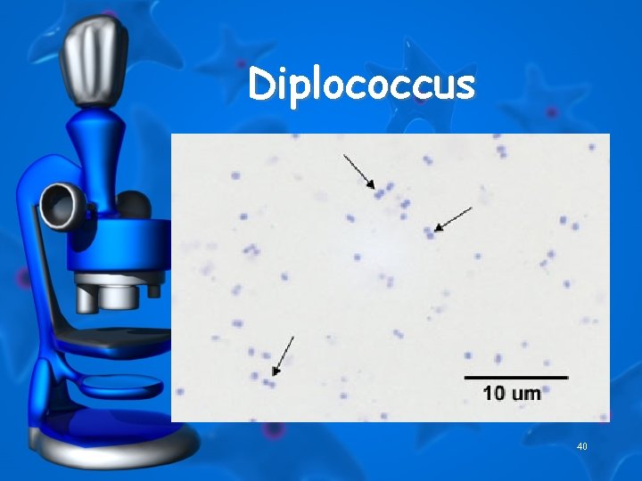 Diplococcus 40 