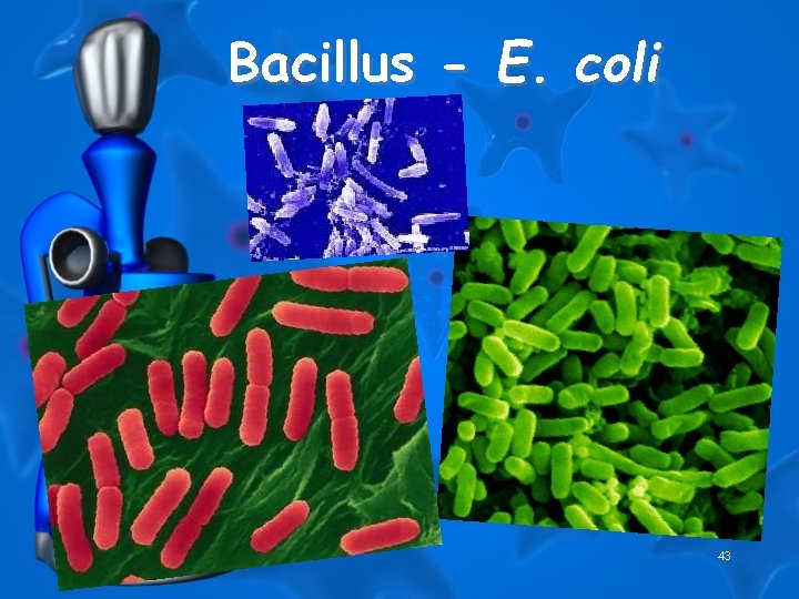 Bacillus - E. coli 43 