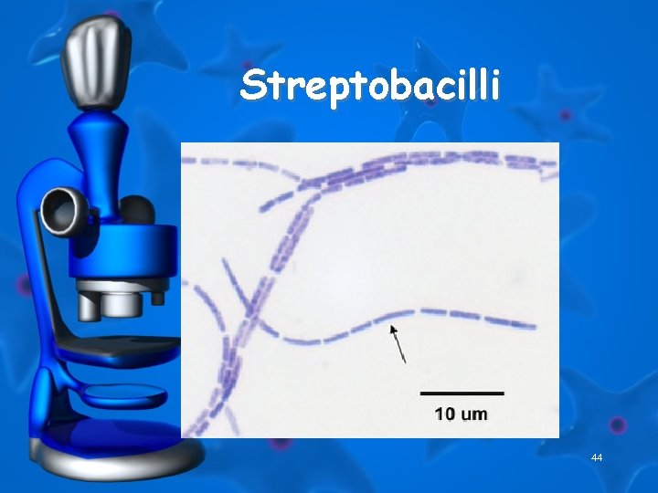 Streptobacilli 44 