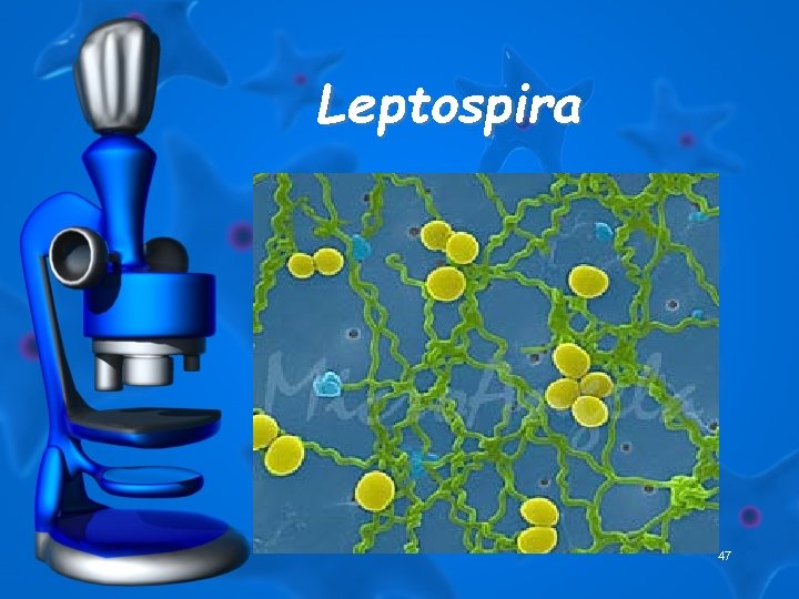 Leptospira 47 