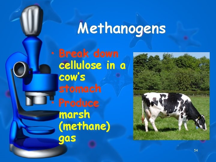 Methanogens • Break down cellulose in a cow’s stomach • Produce marsh (methane) gas