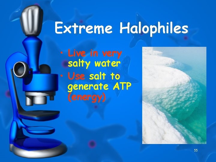 Extreme Halophiles • Live in very salty water • Use salt to generate ATP