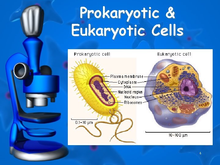 Prokaryotic & Eukaryotic Cells 6 
