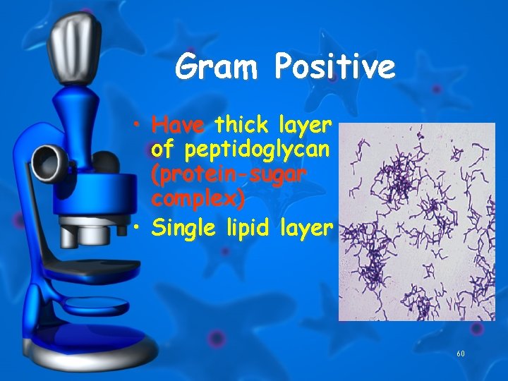Gram Positive • Have thick layer of peptidoglycan (protein-sugar complex) • Single lipid layer