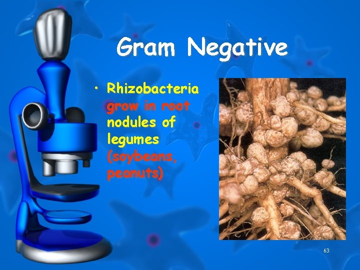 Gram Negative • Rhizobacteria grow in root nodules of legumes (soybeans, peanuts) 63 