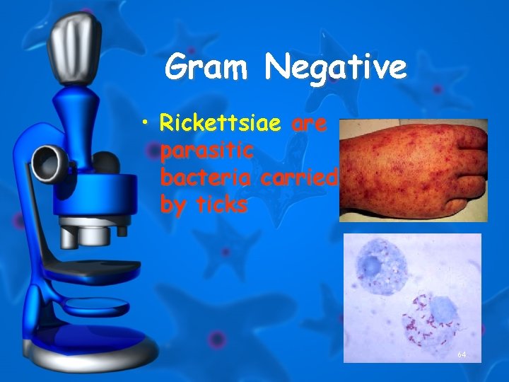 Gram Negative • Rickettsiae are parasitic bacteria carried by ticks 64 