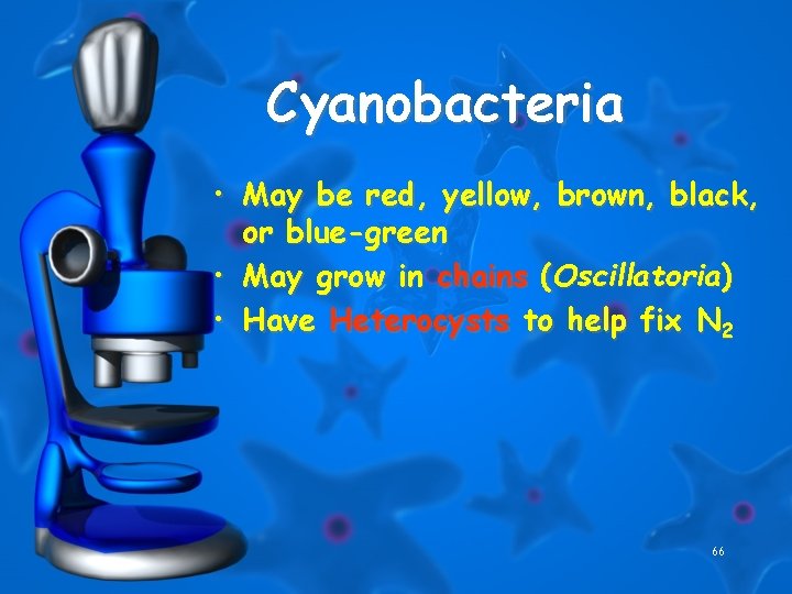 Cyanobacteria • May be red, yellow, brown, black, or blue-green • May grow in