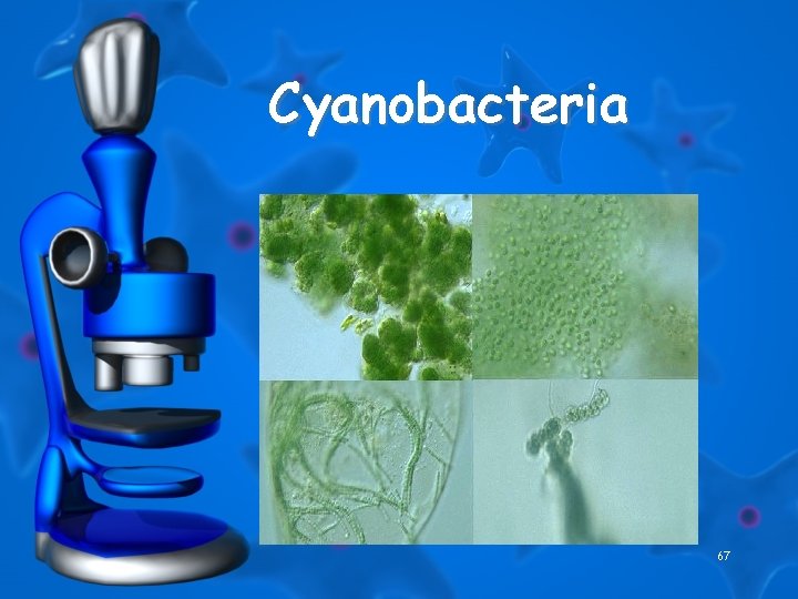 Cyanobacteria 67 