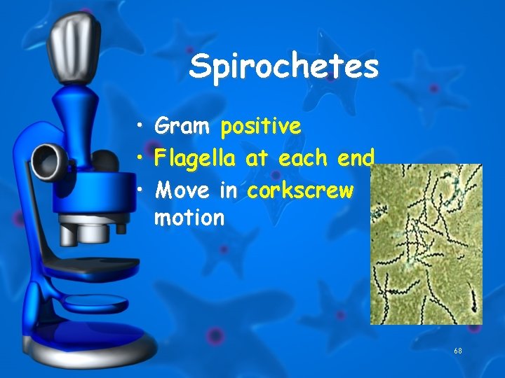Spirochetes • Gram positive • Flagella at each end • Move in corkscrew motion
