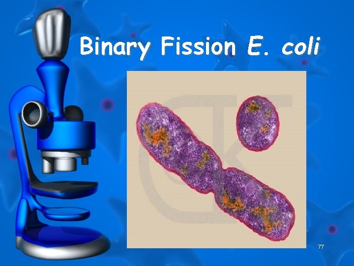 Binary Fission E. coli 77 