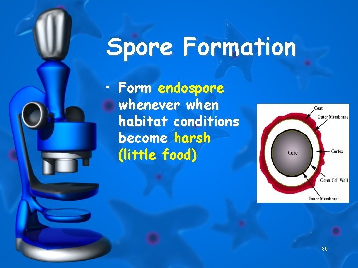 Spore Formation • Form endospore whenever when habitat conditions become harsh (little food) 80