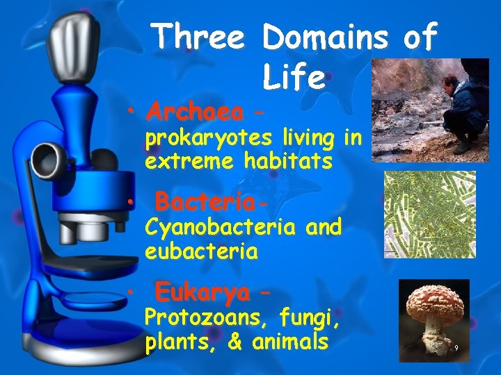 Three Domains of Life • Archaea – prokaryotes living in extreme habitats • Bacteria.