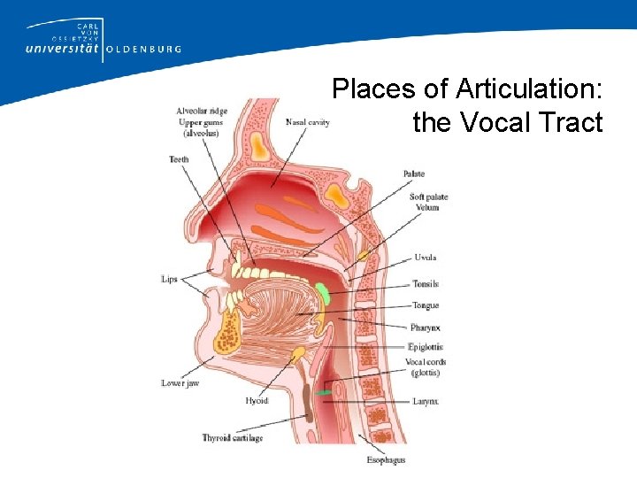 Places of Articulation: the Vocal Tract 