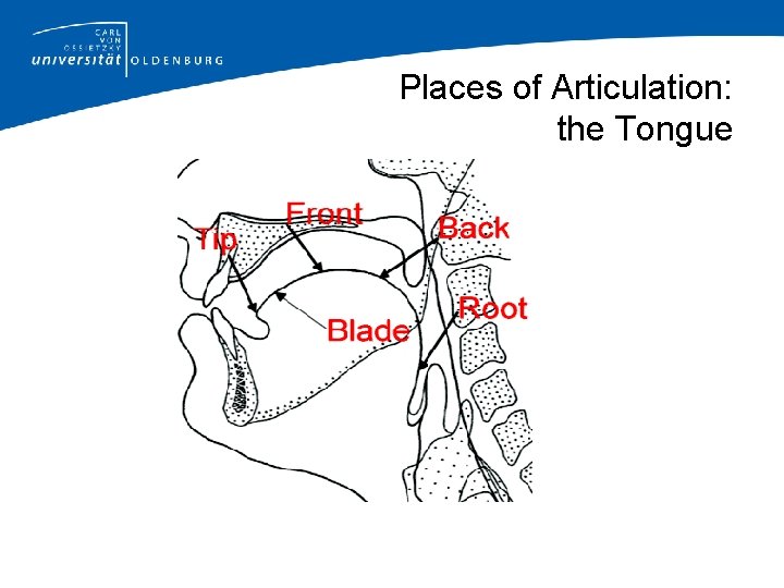 Places of Articulation: the Tongue 