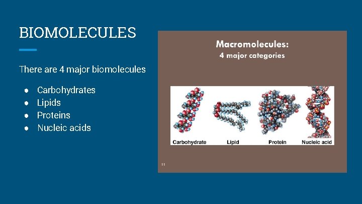 BIOMOLECULES There are 4 major biomolecules ● ● Carbohydrates Lipids Proteins Nucleic acids 