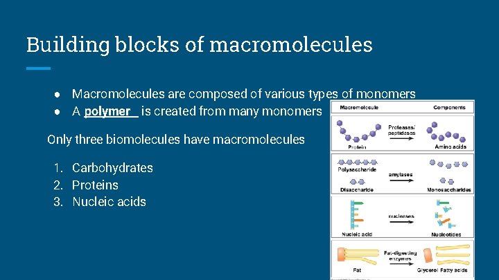 Building blocks of macromolecules ● Macromolecules are composed of various types of monomers ●