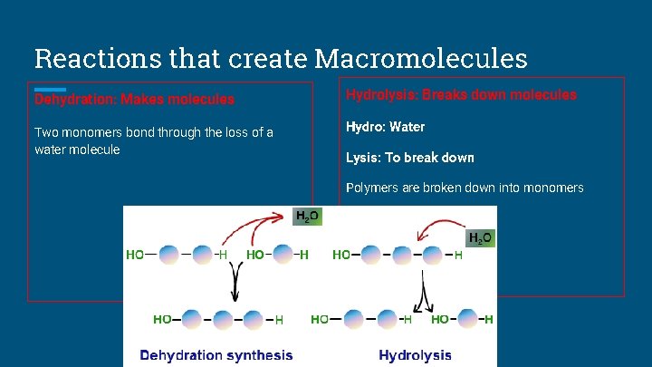 Reactions that create Macromolecules Dehydration: Makes molecules Hydrolysis: Breaks down molecules Two monomers bond